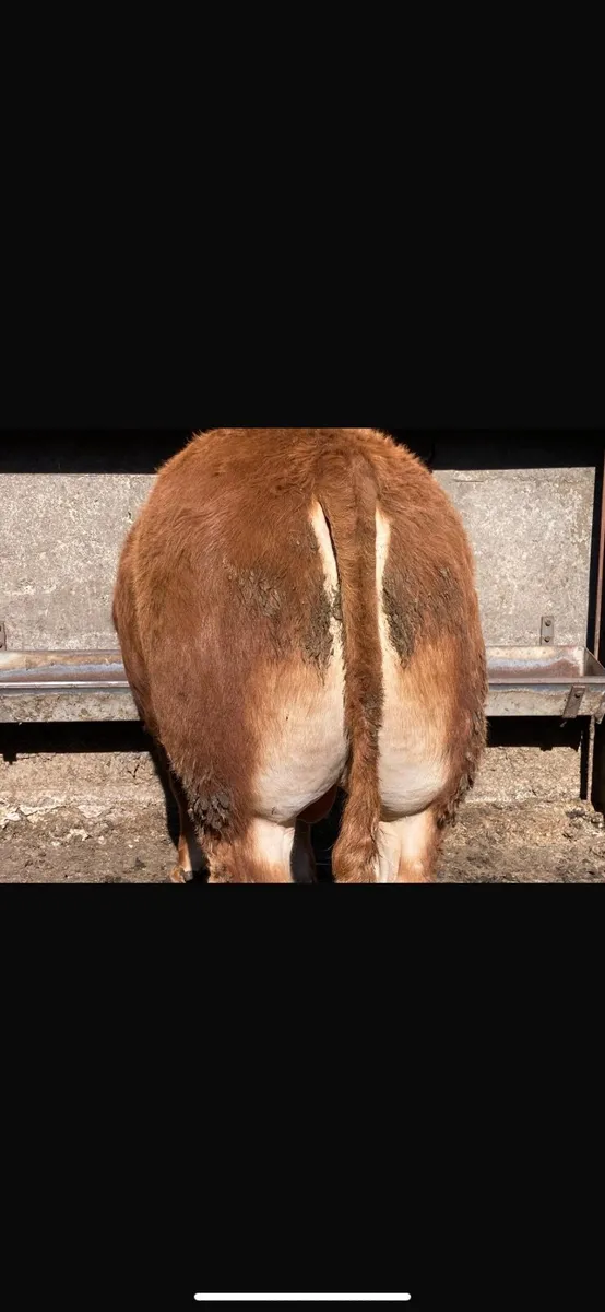 5 Star Pedigree Limousin Bull - Image 3
