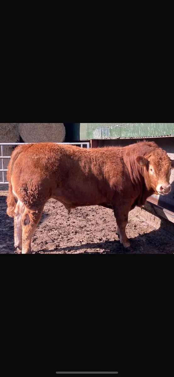 5 Star Pedigree Limousin Bull - Image 4