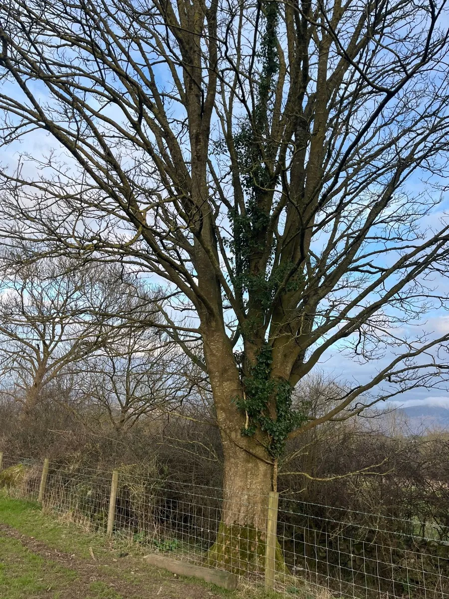 Firewood & trees - Image 4