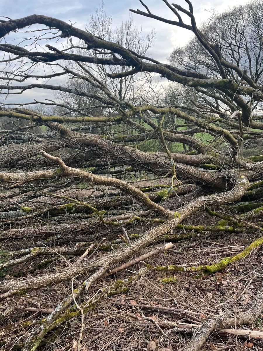 Firewood & trees - Image 1