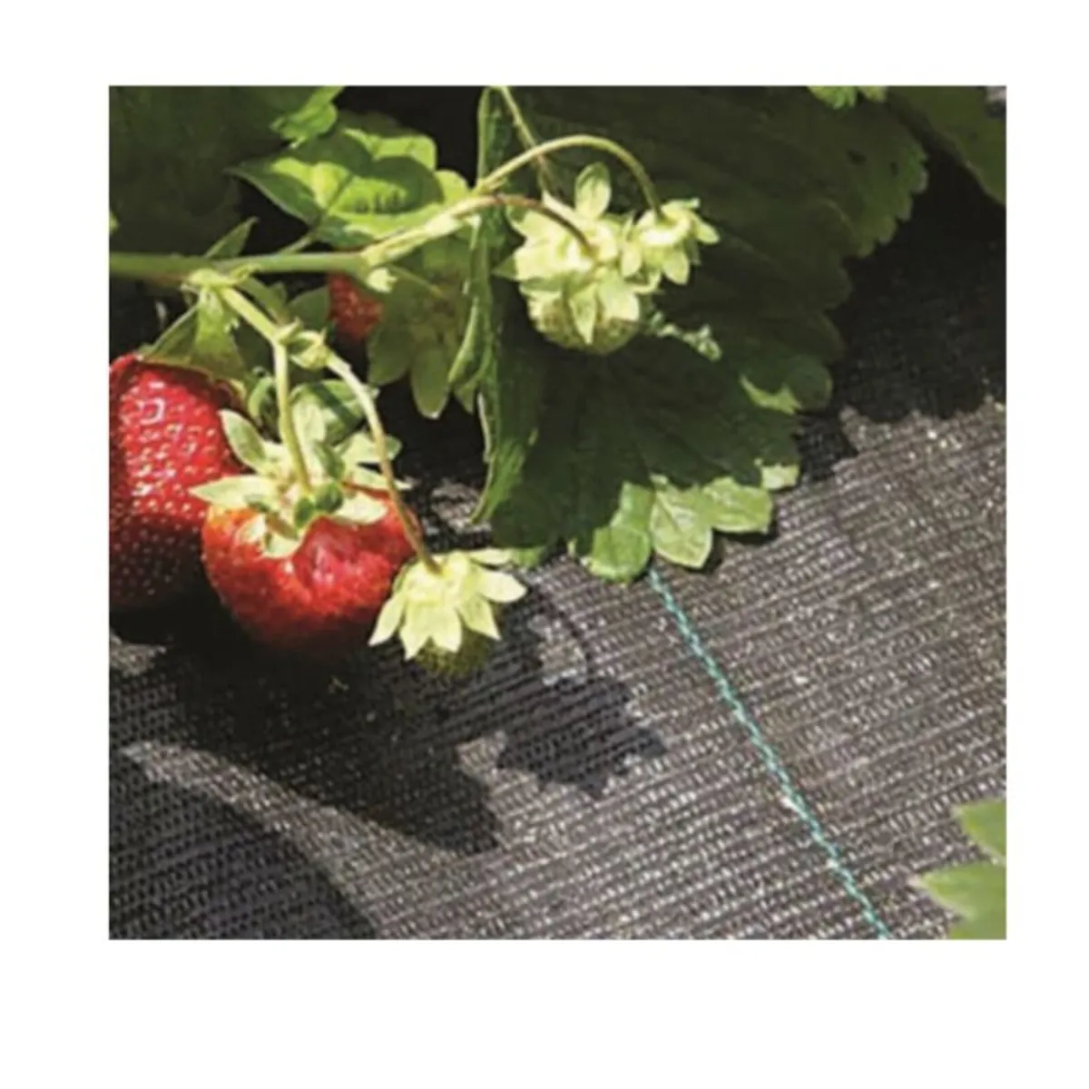 Weed Control Fabric 100gsm – 2.0m x 50m - Image 1
