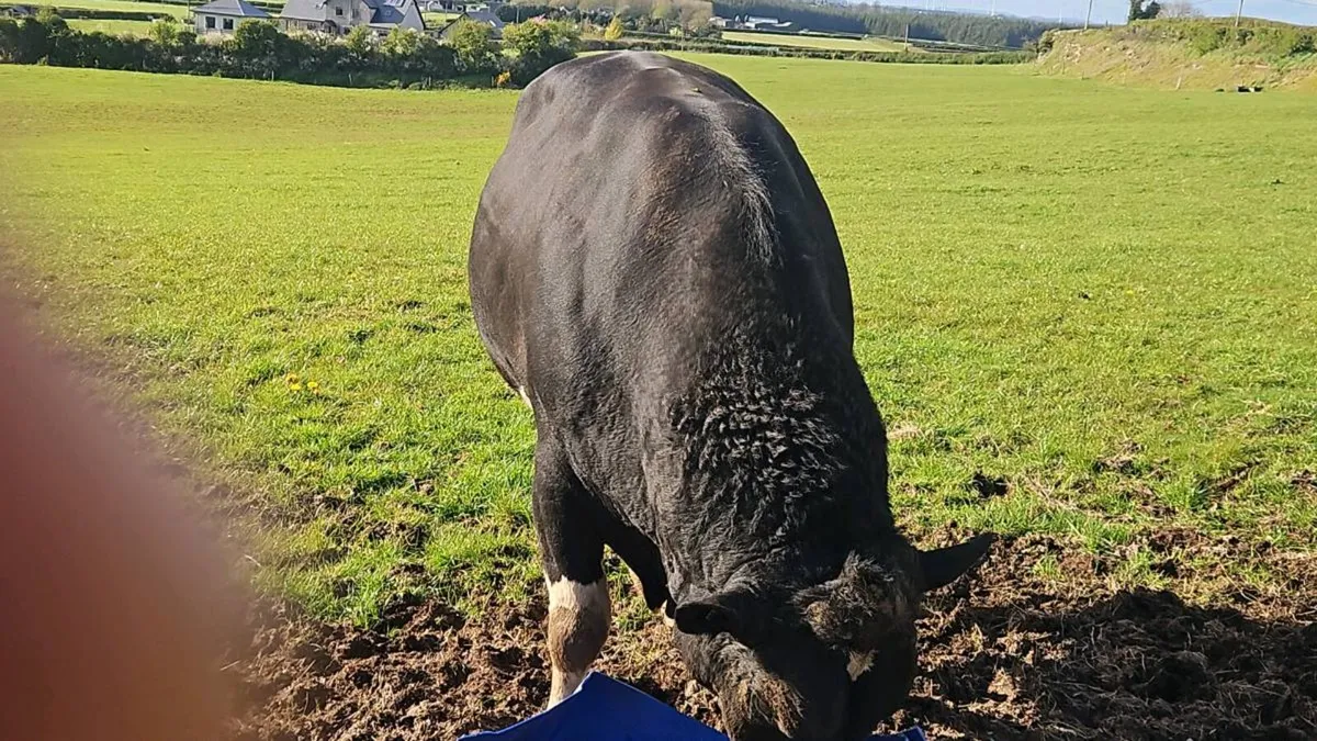 Fr bull - Image 1