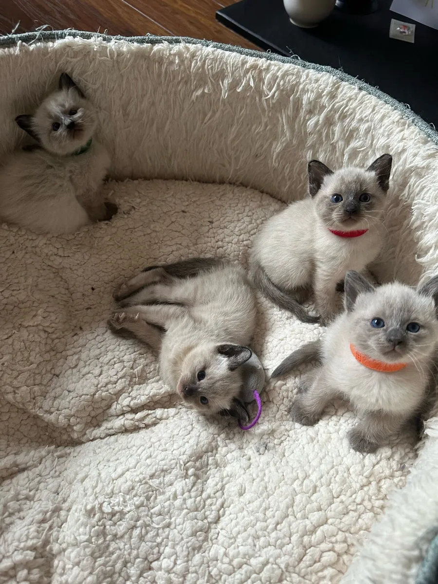 Purebred Siamese Kittens ~1 LEFT~ - Image 1