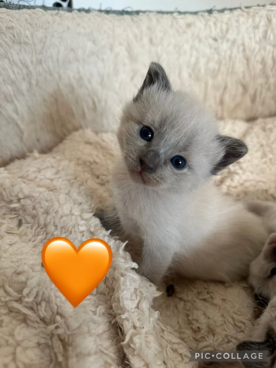 Purebred Siamese Kittens ~1 LEFT~ - Image 2