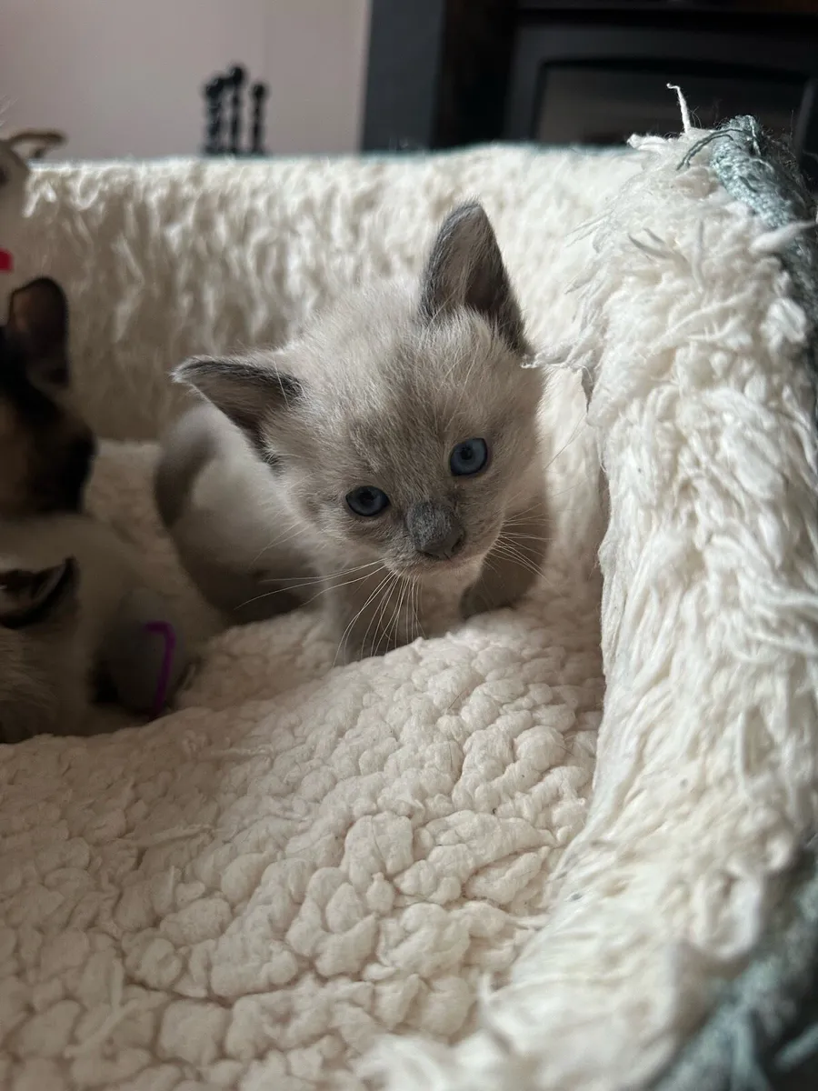 Purebred Siamese Kittens ~1 LEFT~ - Image 3