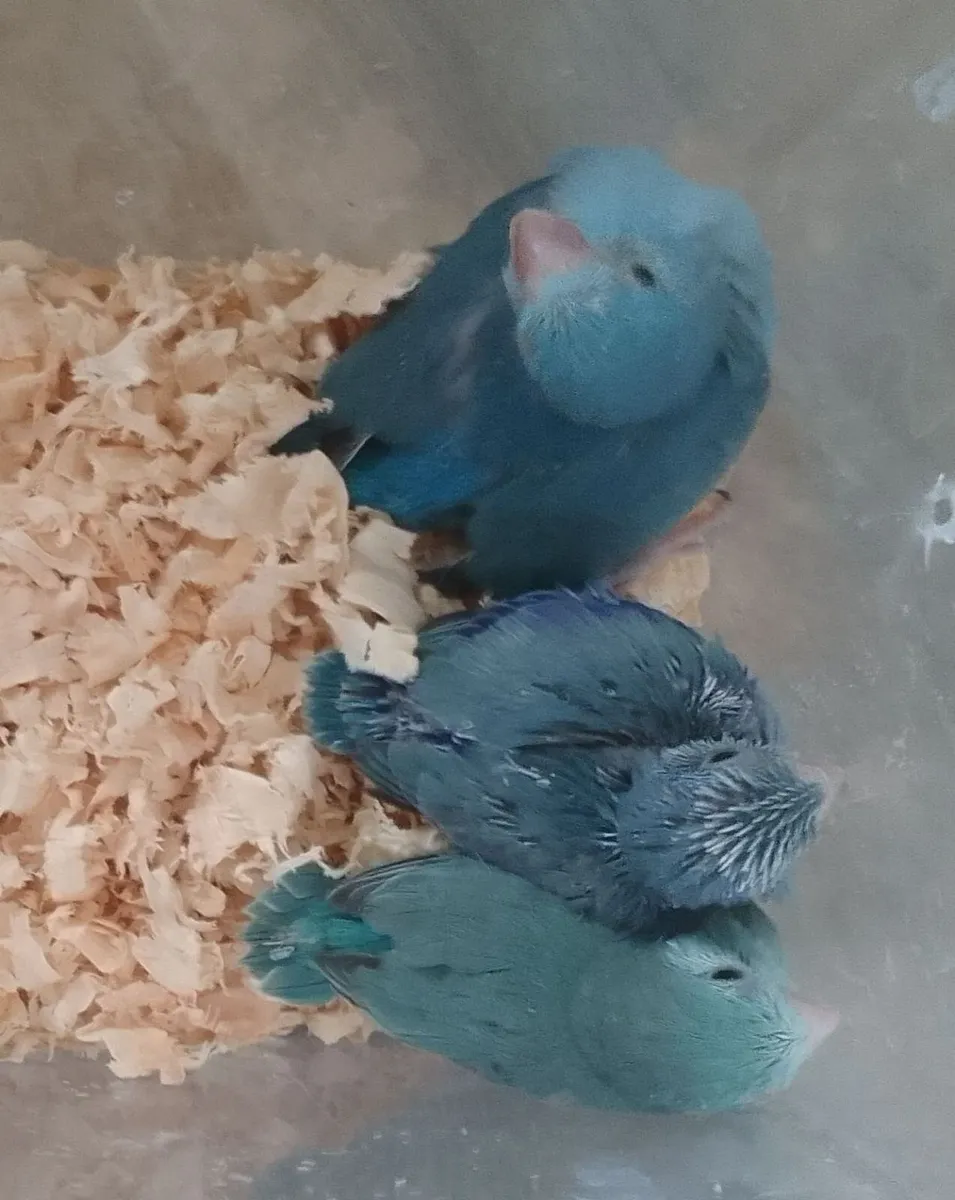 Parrotlets hand reared - Image 3