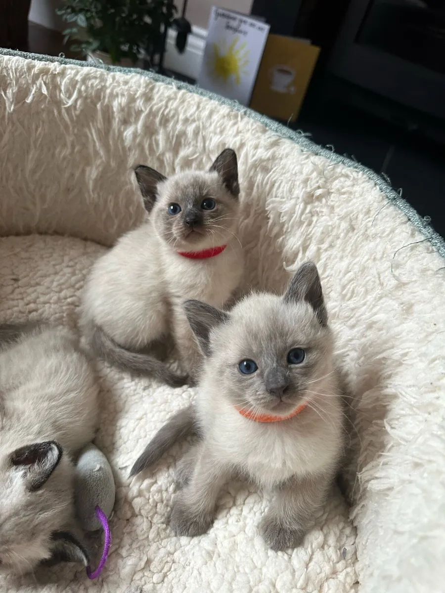 Purebred Siamese Kittens ~1 LEFT~ - Image 4