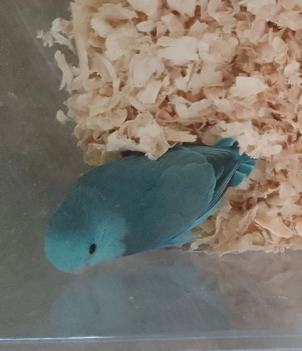 Parrotlets hand reared - Image 2