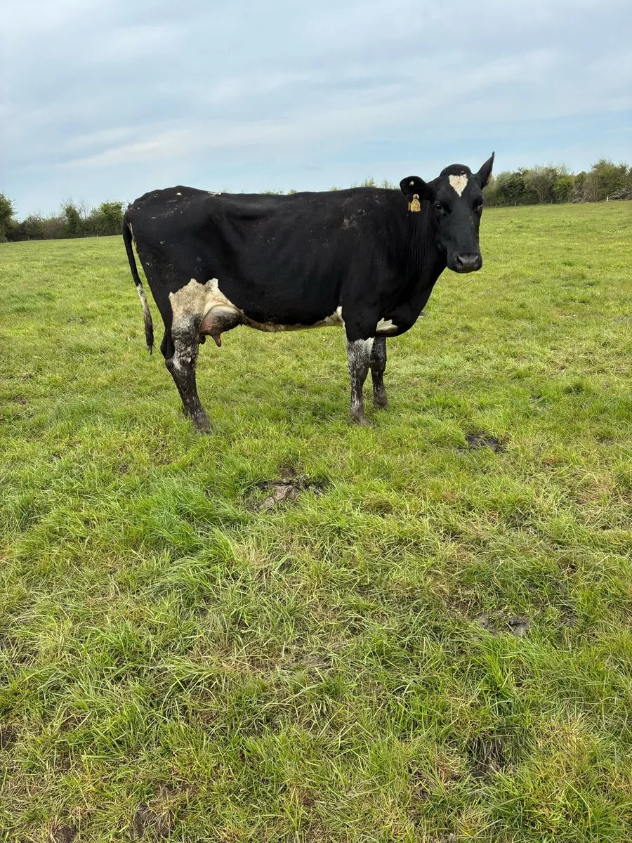 Cow to rear calves - Image 1