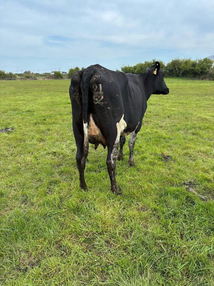 Cow to rear calves - Image 2