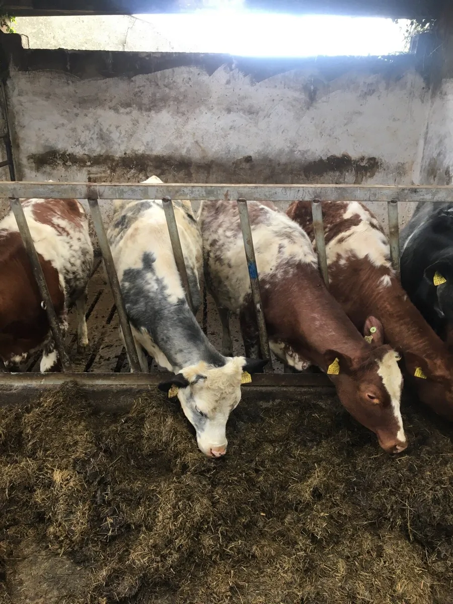 Shorthorn heifers - Image 2