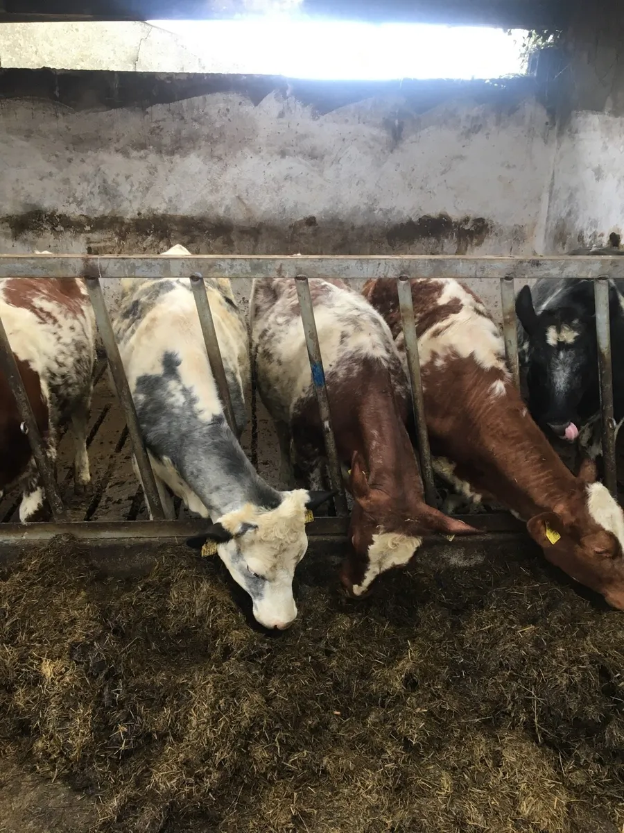 Shorthorn heifers - Image 3