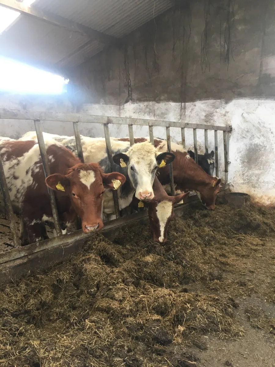 Shorthorn heifers - Image 1