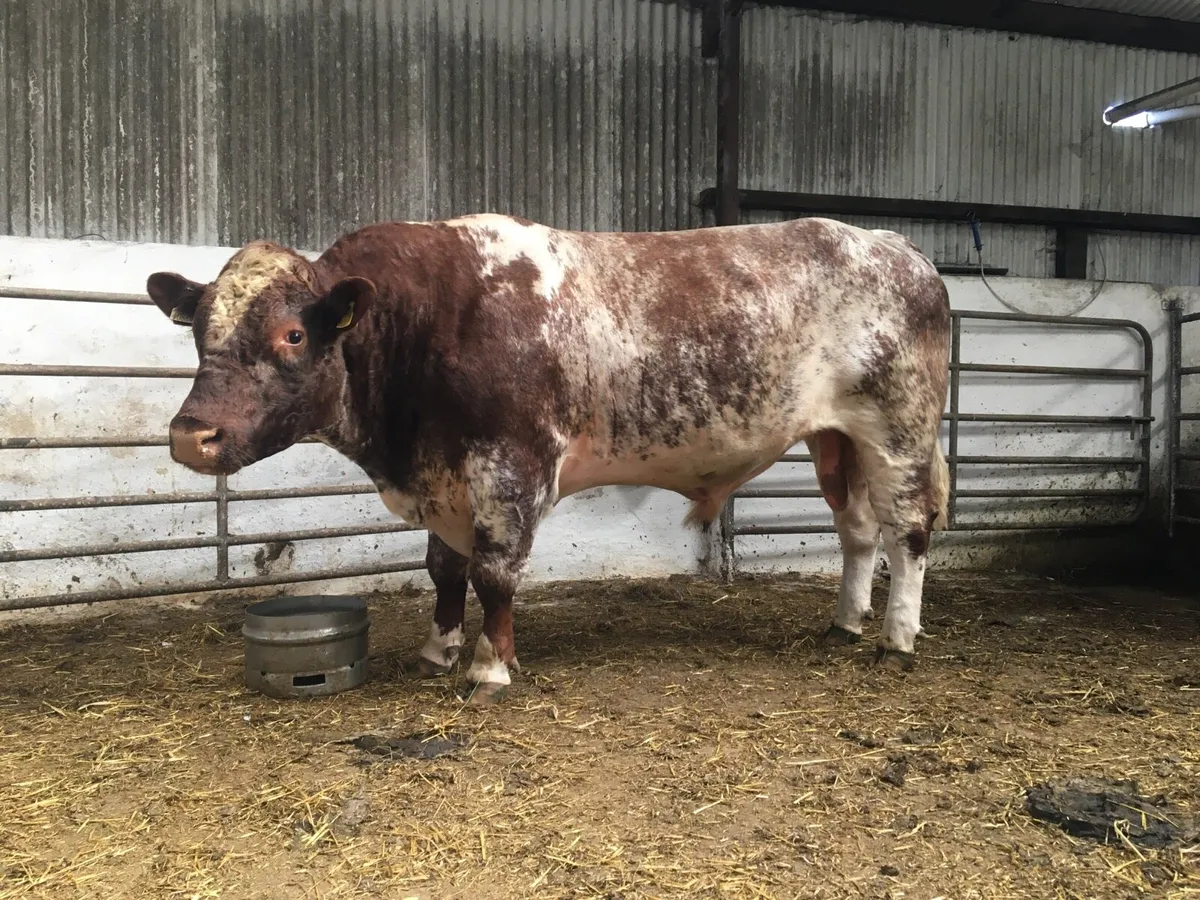 Shorthorn heifers - Image 4