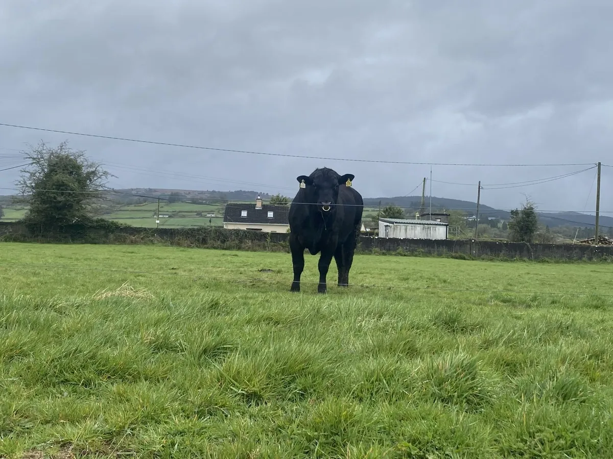 2yr Old Bulls - Image 1