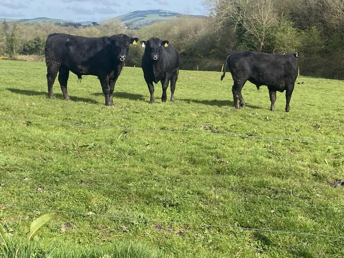 2yr Old Bulls - Image 3