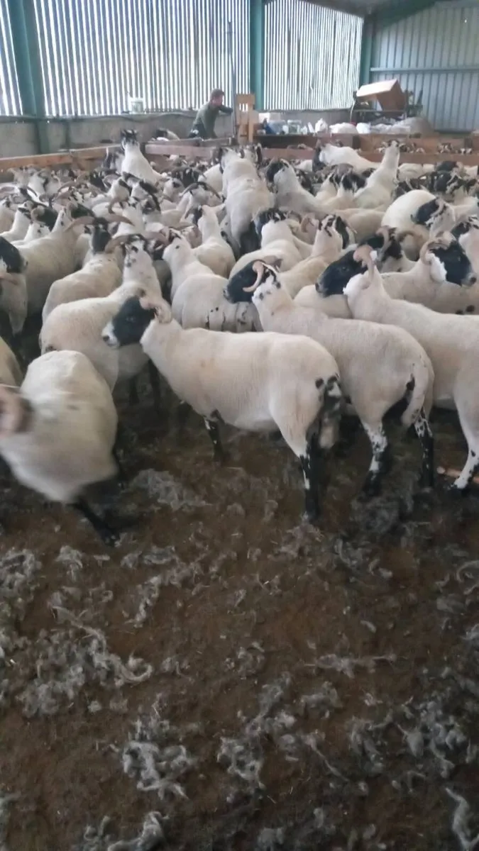 Sheep Shearing for hire