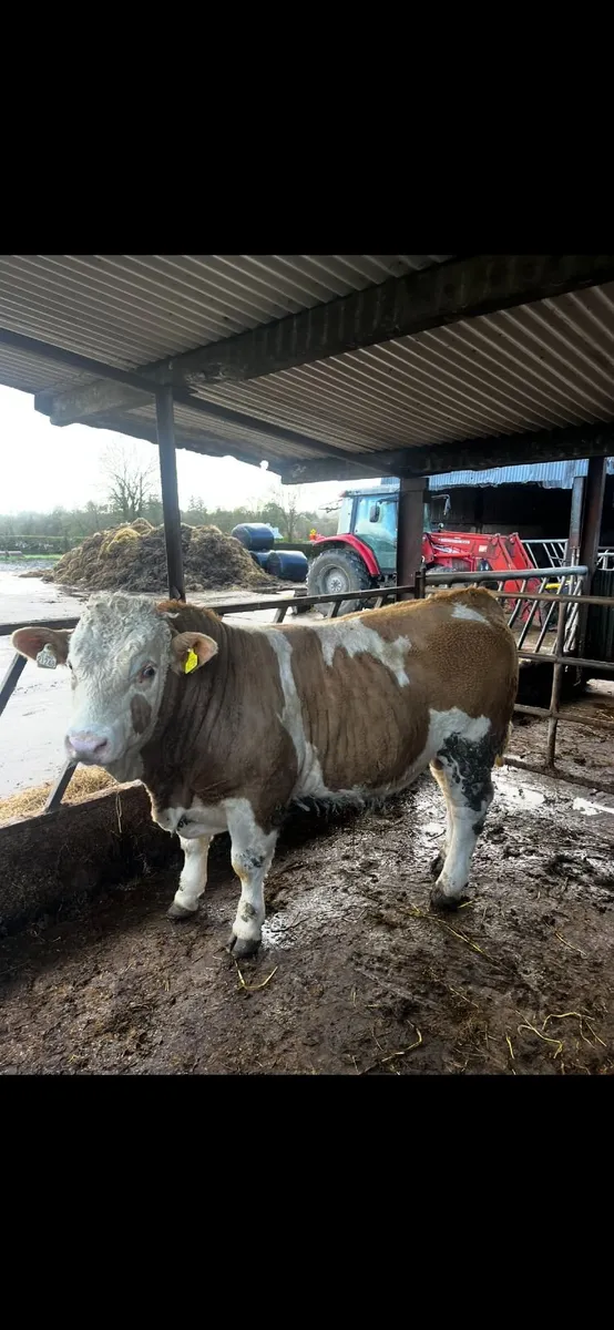 Simmental bulls - Image 2