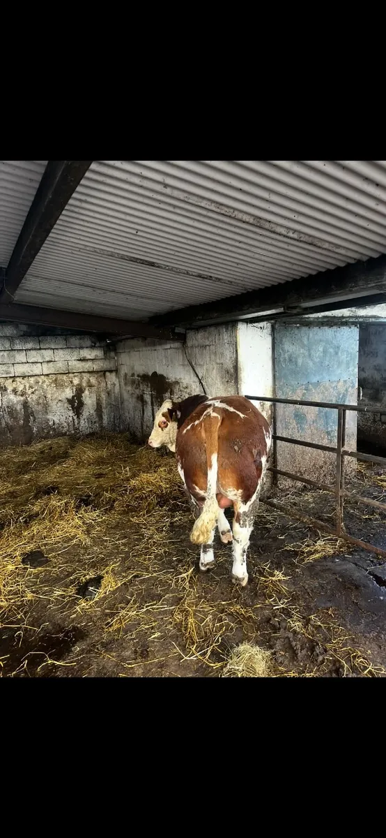 Simmental bulls - Image 3