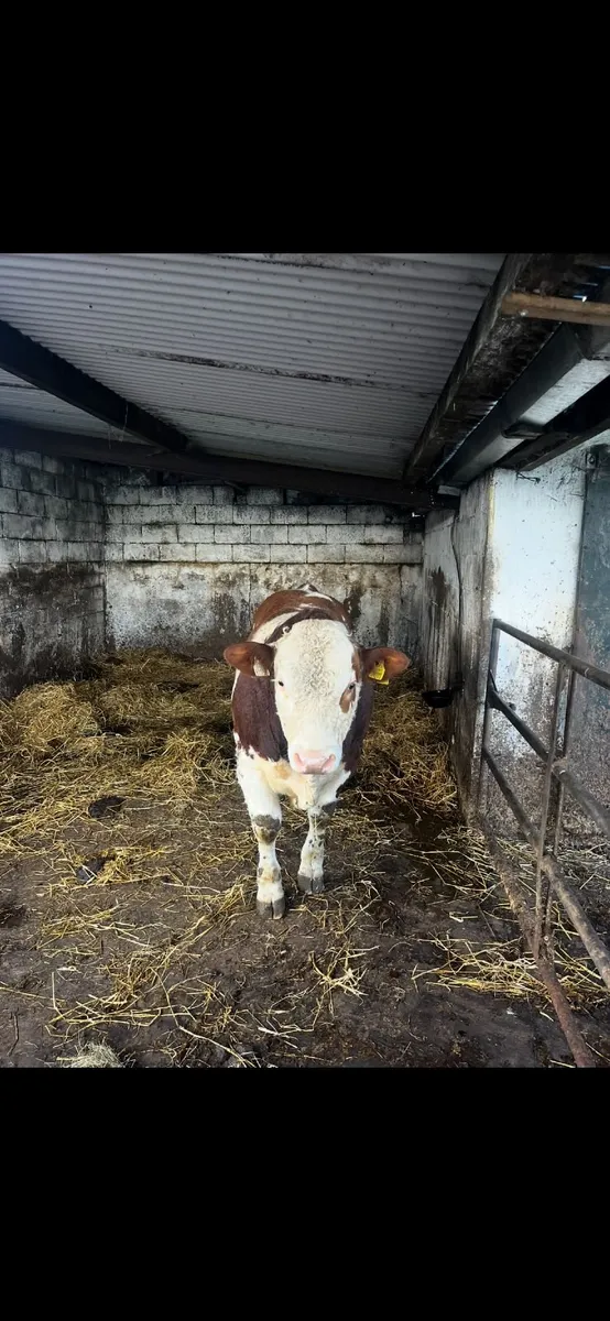 Simmental bulls - Image 4