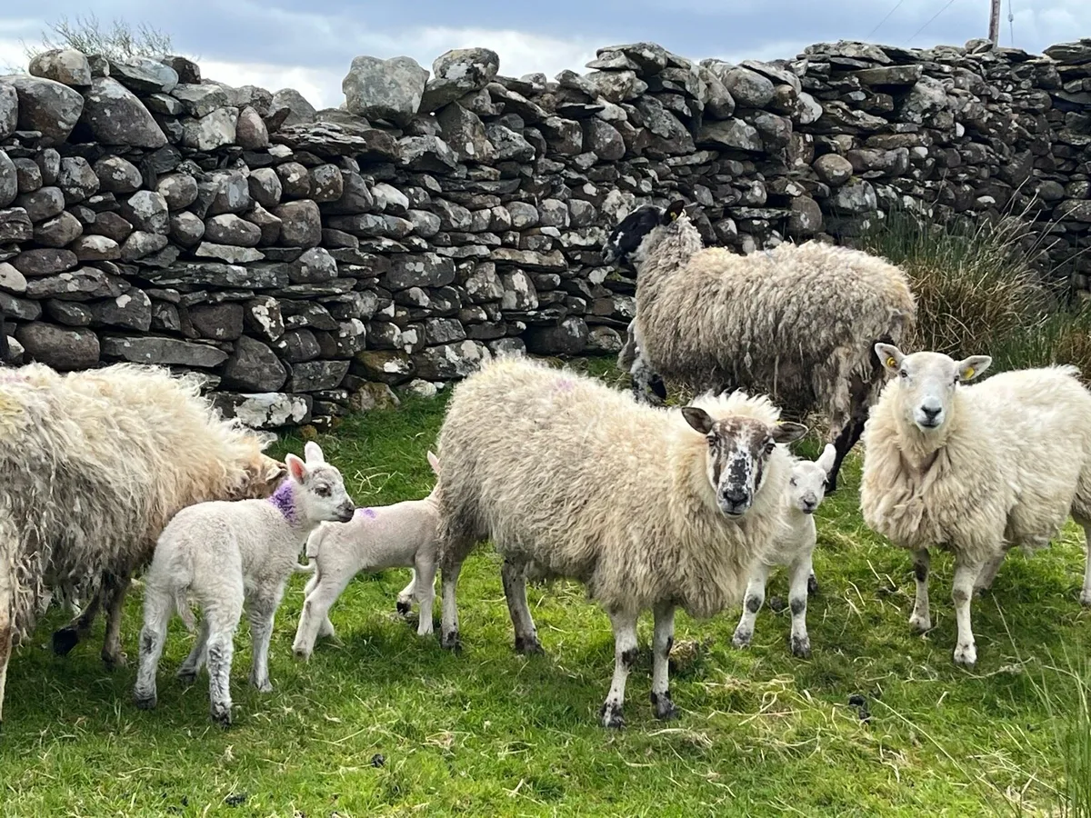 Ewes and lambs - Image 3