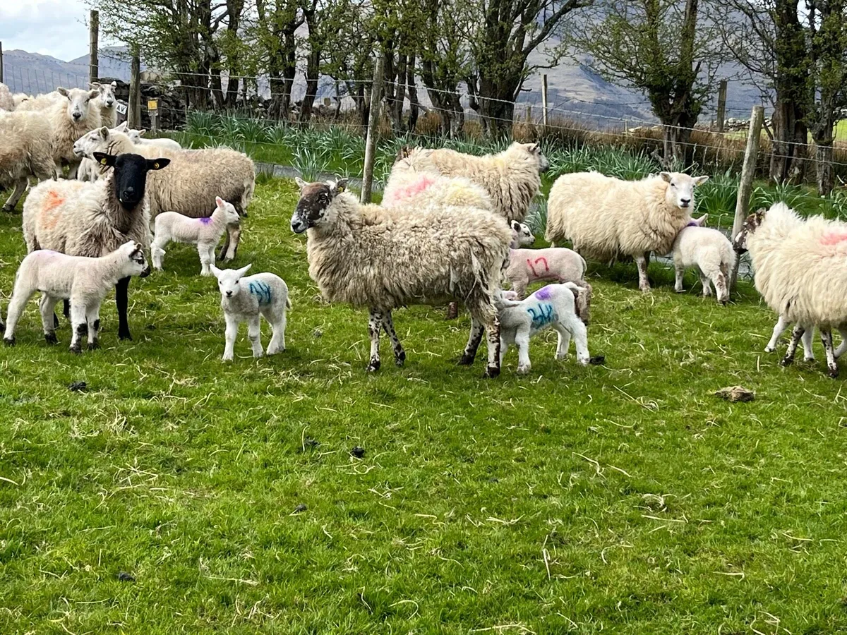 Ewes and lambs - Image 2