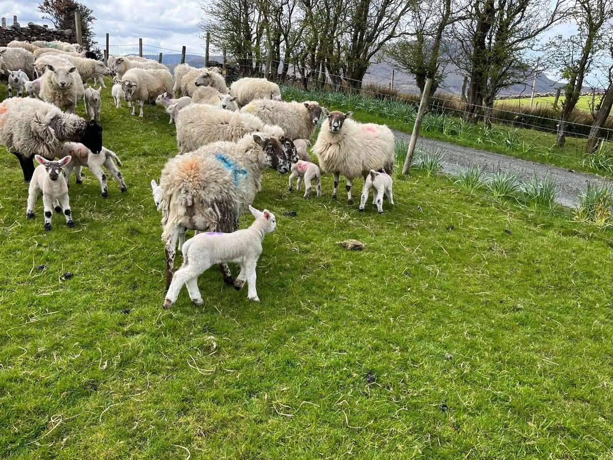 Ewes and lambs - Image 4