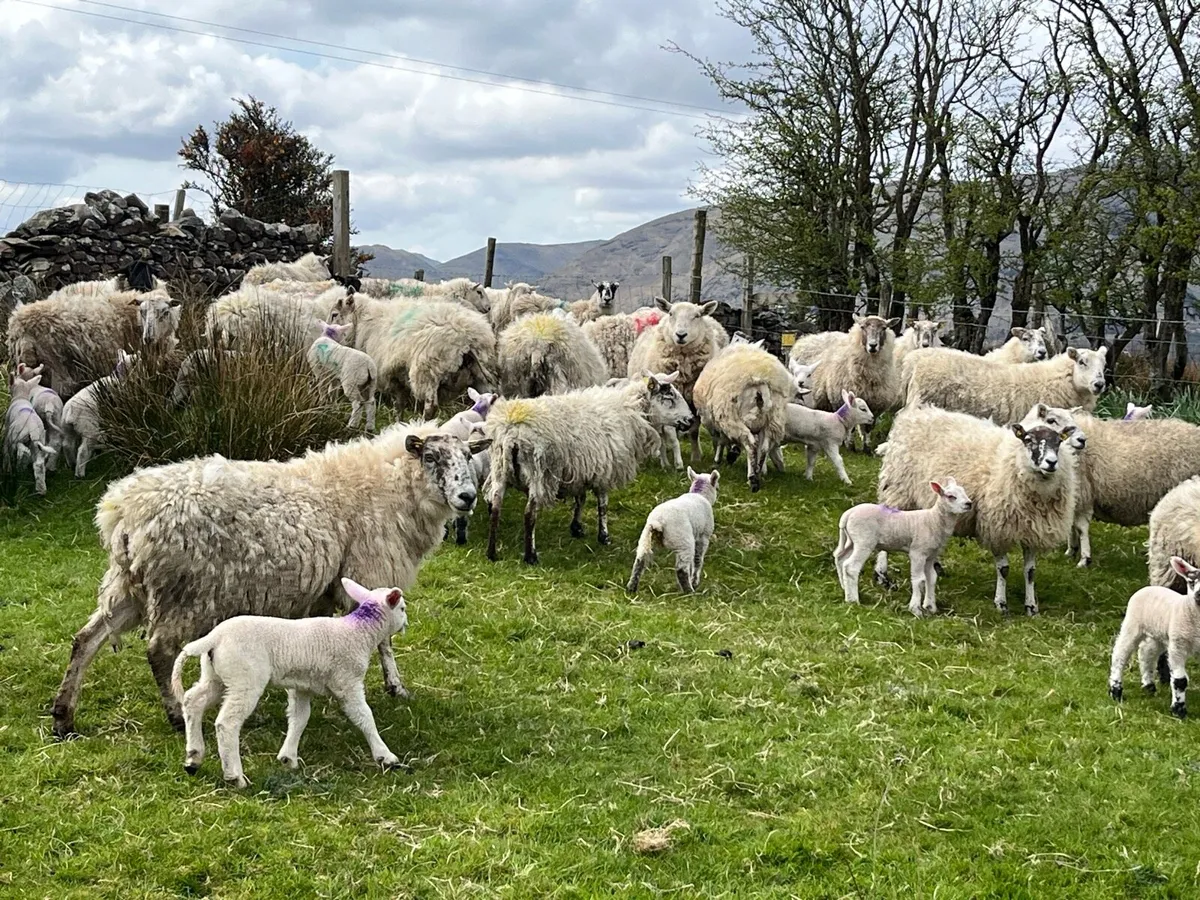 Ewes and lambs - Image 1