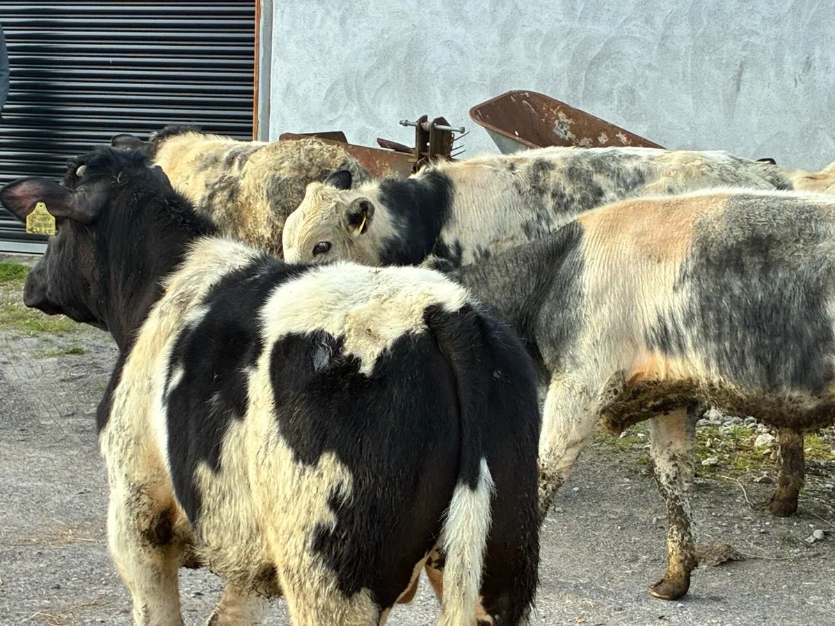 10 continental bullocks for sale - Image 1