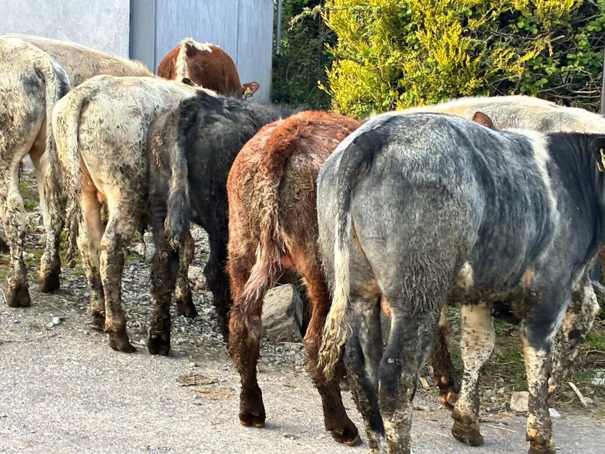 10 continental bullocks for sale - Image 2