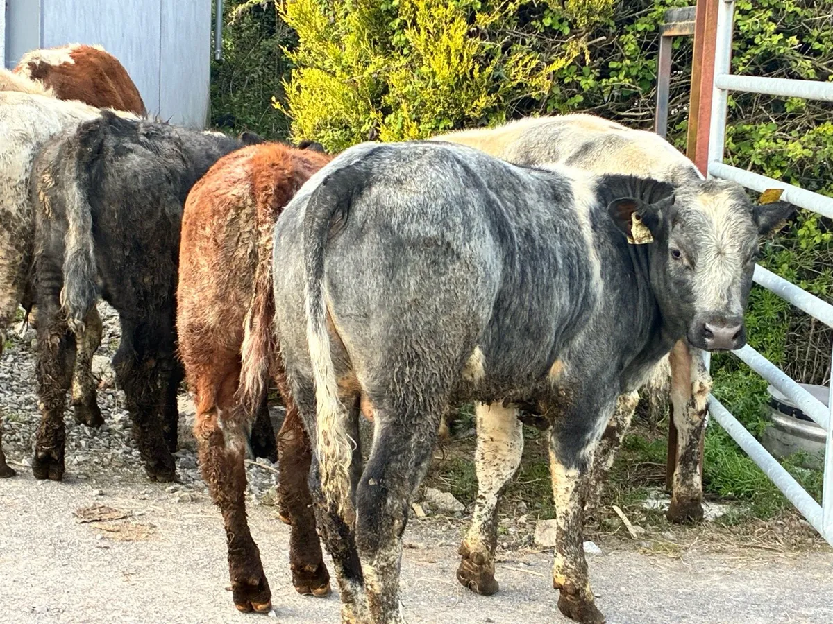 10 continental bullocks for sale - Image 3