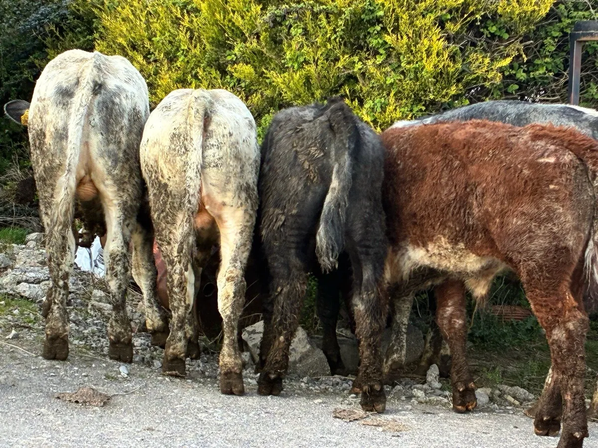 10 continental bullocks for sale - Image 4