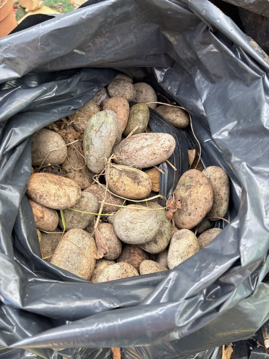 Decorative pebbles for garden - Image 3