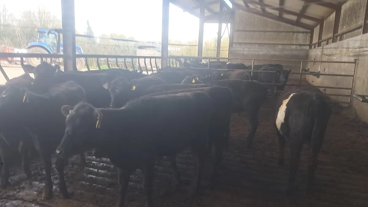 Aberdeen Angus heifers - Image 2