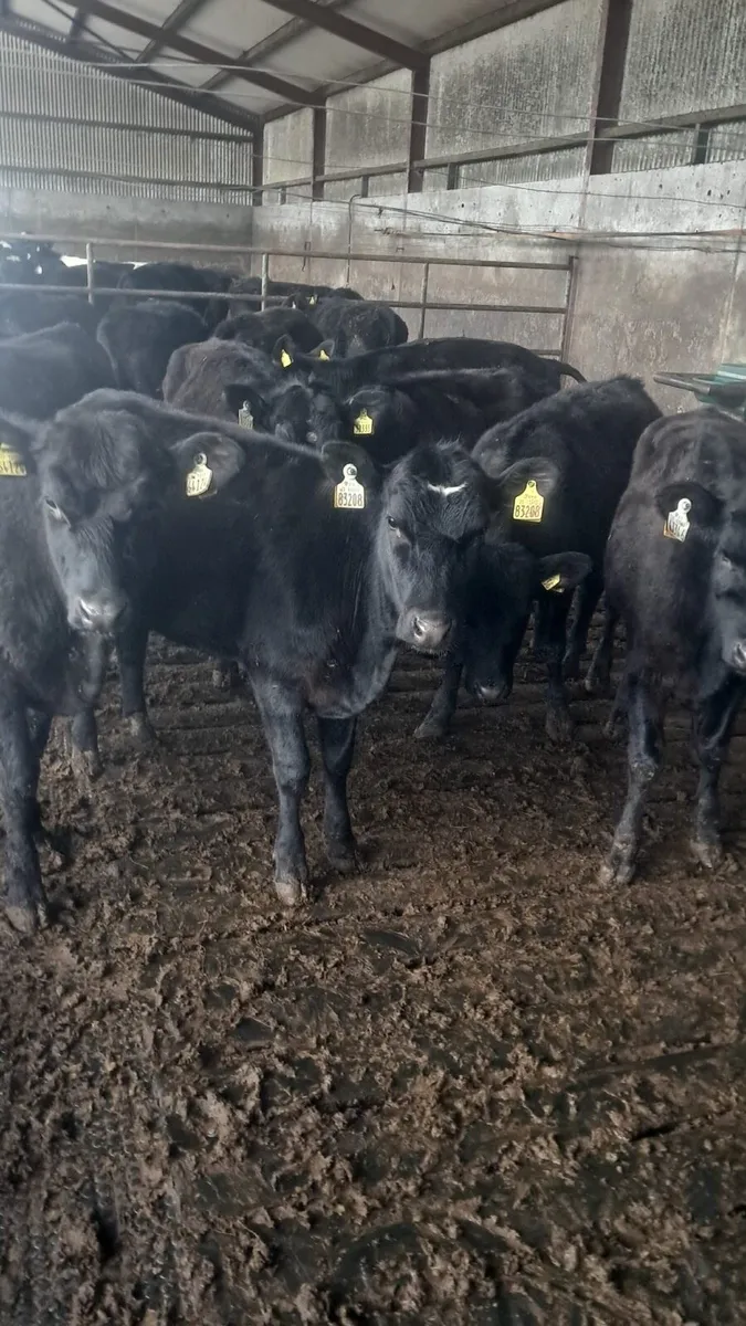 Aberdeen Angus heifers - Image 1