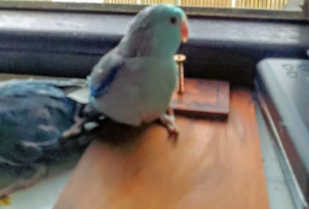 Parrotlets hand reared - Image 1