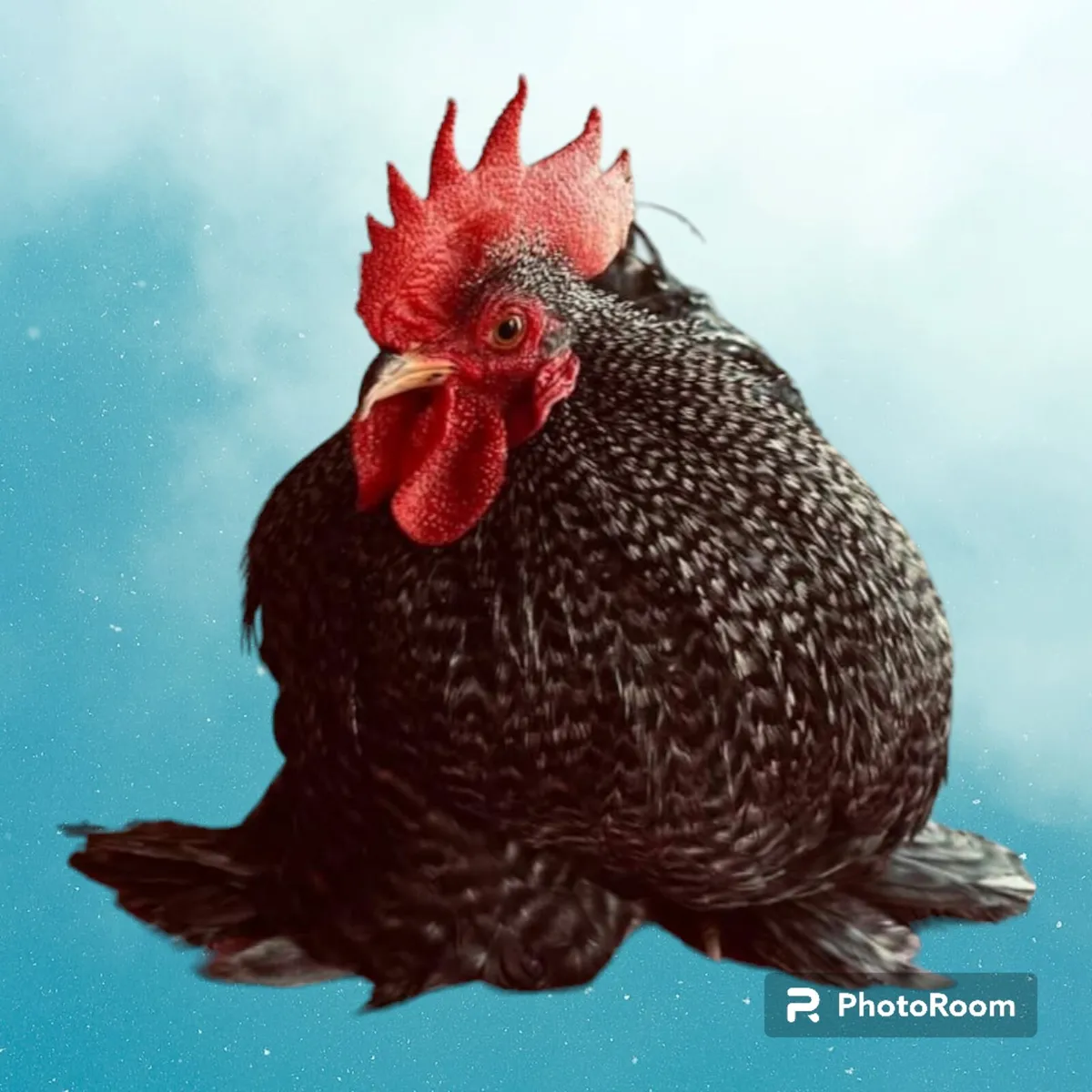 Pekin Bantam Eggs [Show Quality] - Image 1