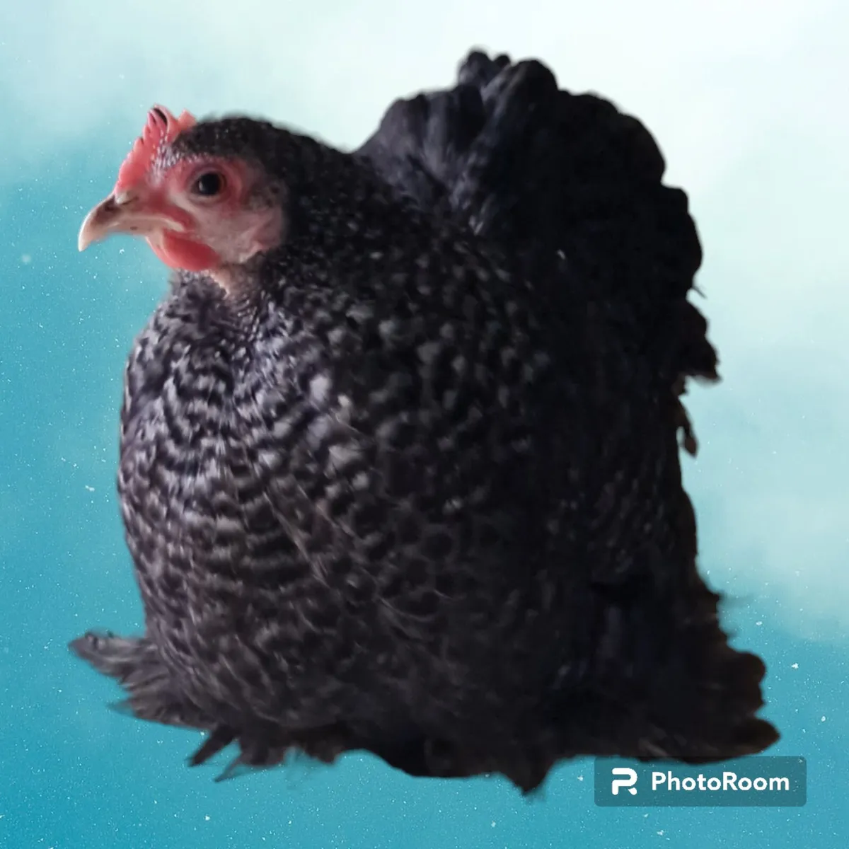 Pekin Bantam Eggs [Show Quality] - Image 2