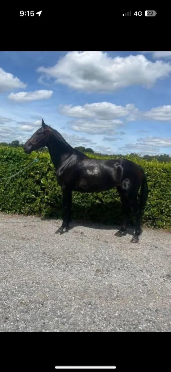 Stunning project horse - Image 1