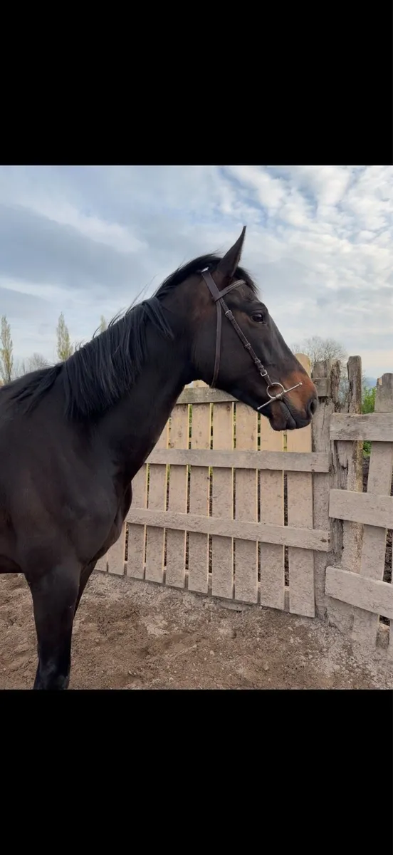 Stunning project horse - Image 2