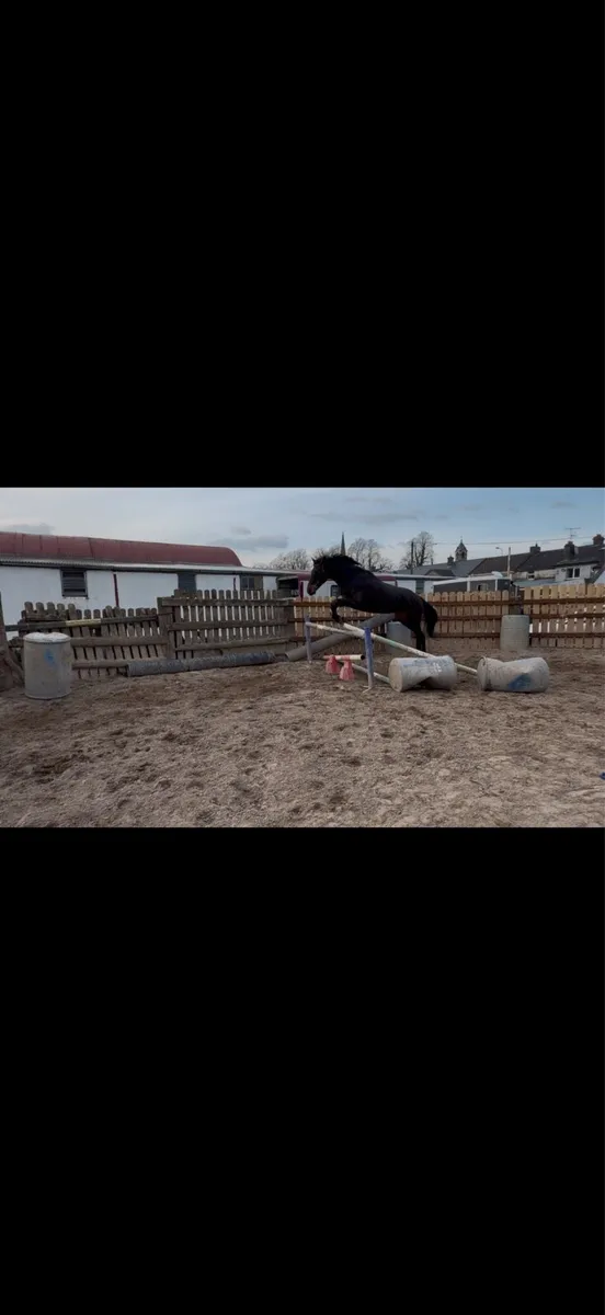 Stunning project horse - Image 3