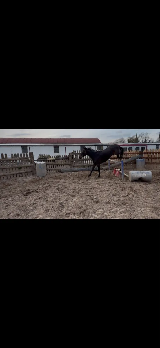 Stunning project horse - Image 4