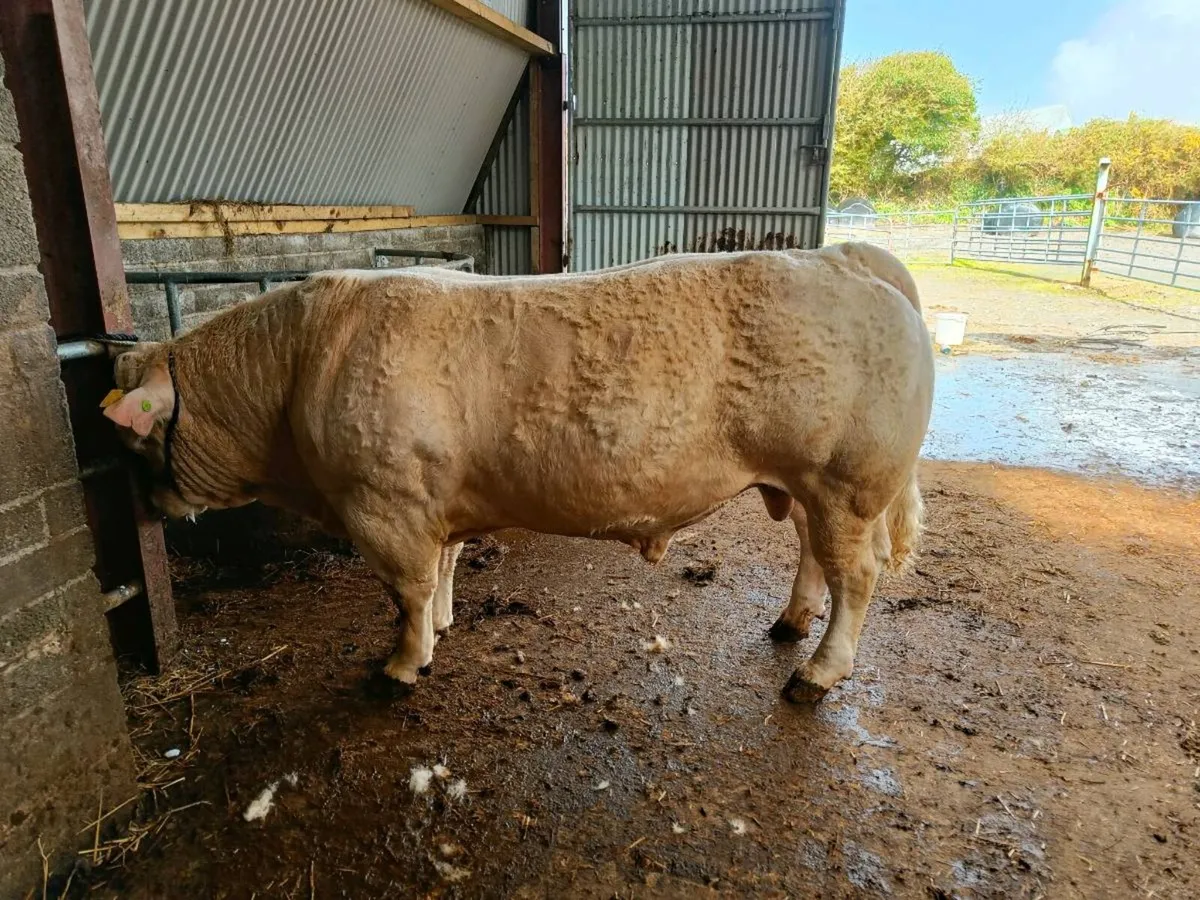 PBR CHAROLAIS BULL - Image 1
