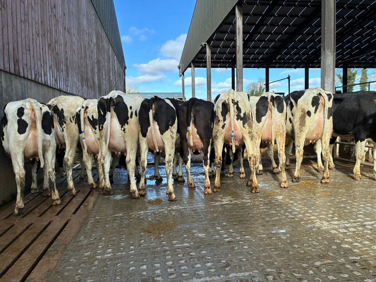 Pedigree Fresh Calved heifers for sale - Image 1
