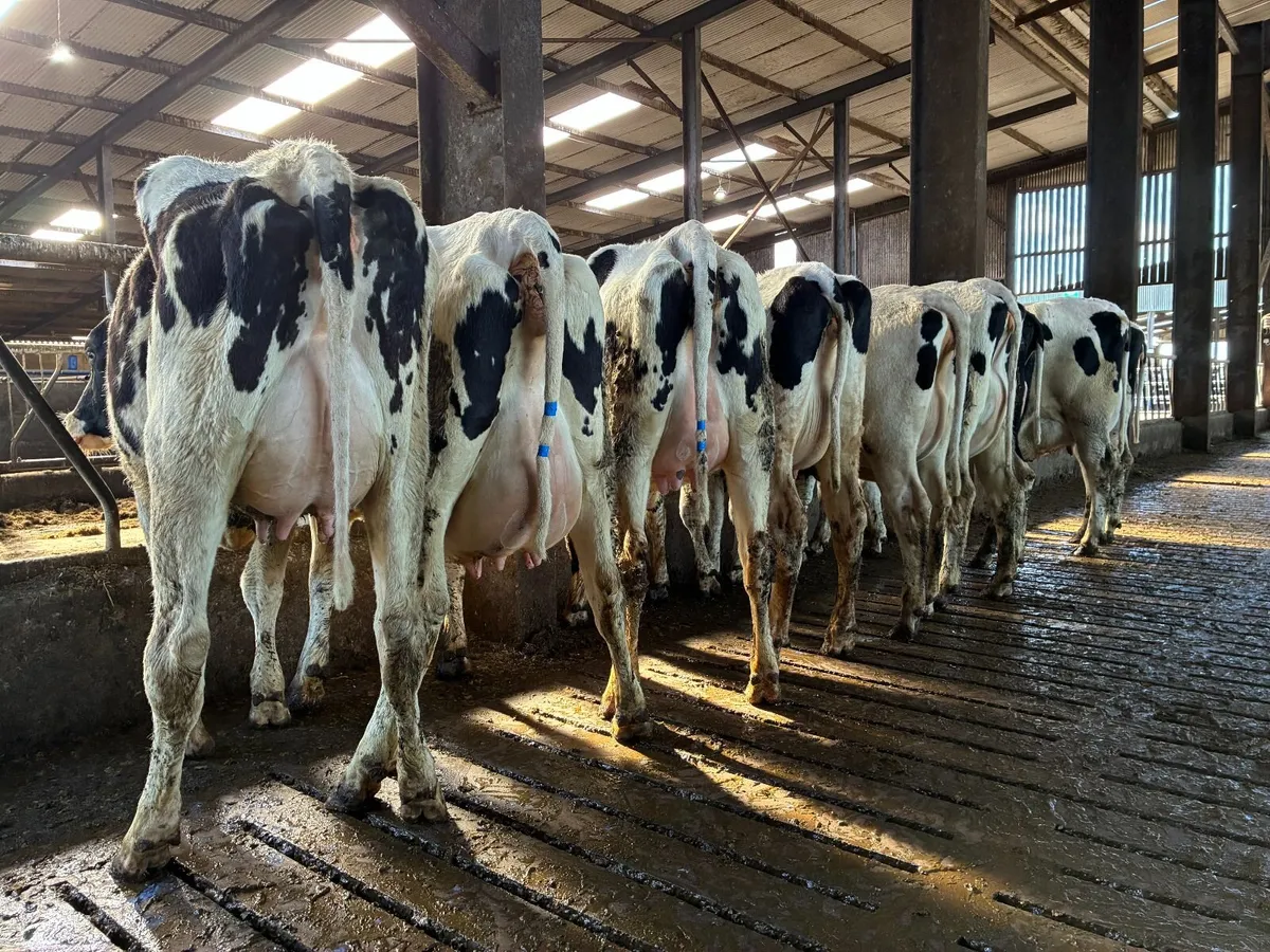 Pedigree Fresh Calved heifers for sale - Image 2