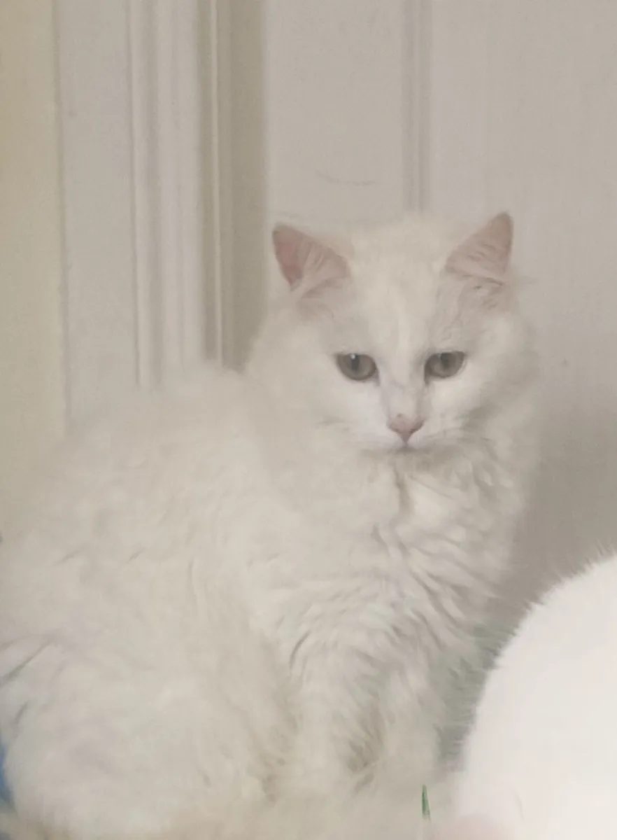 Totally White Van kitten - Image 2