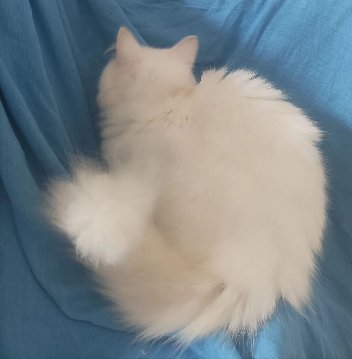 Totally White Van kitten - Image 1