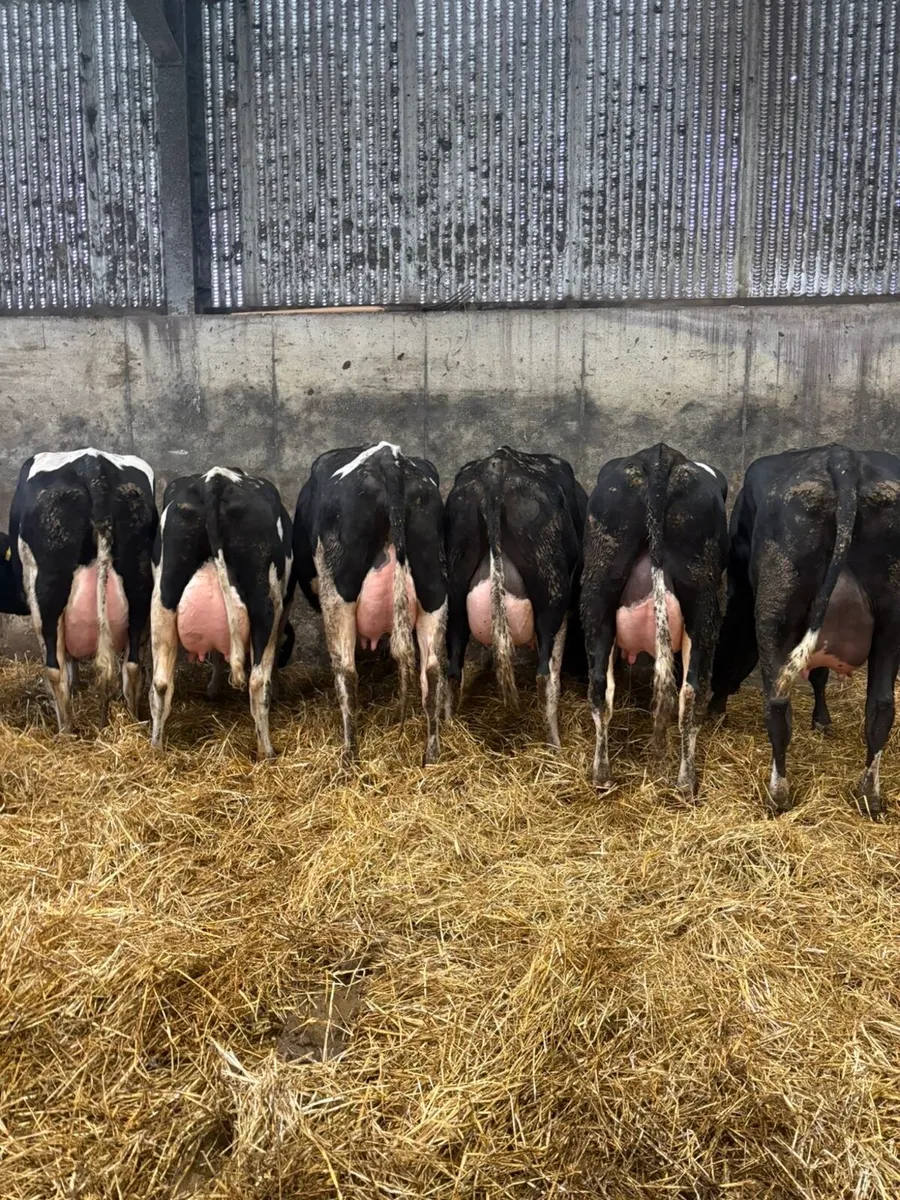 10 ai bred calved heifers - Image 1