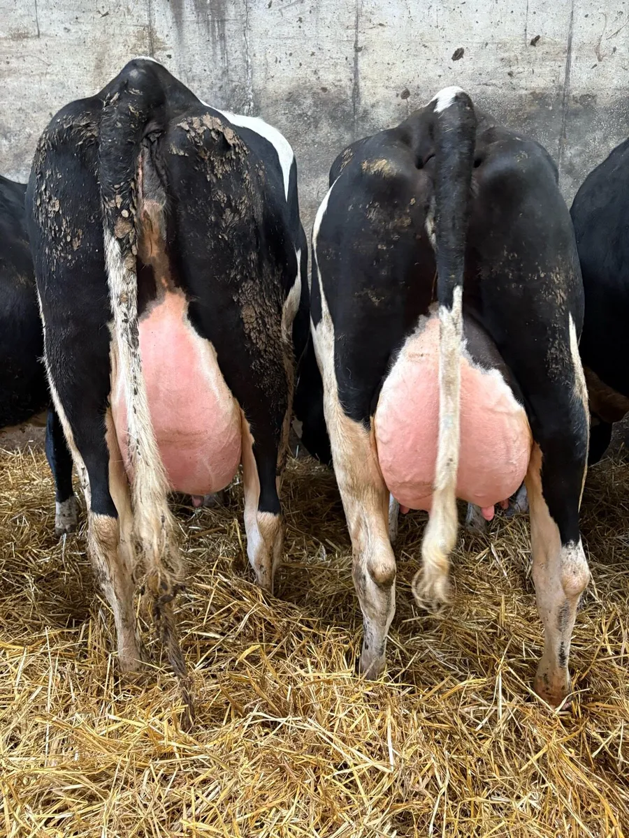 10 ai bred calved heifers - Image 2
