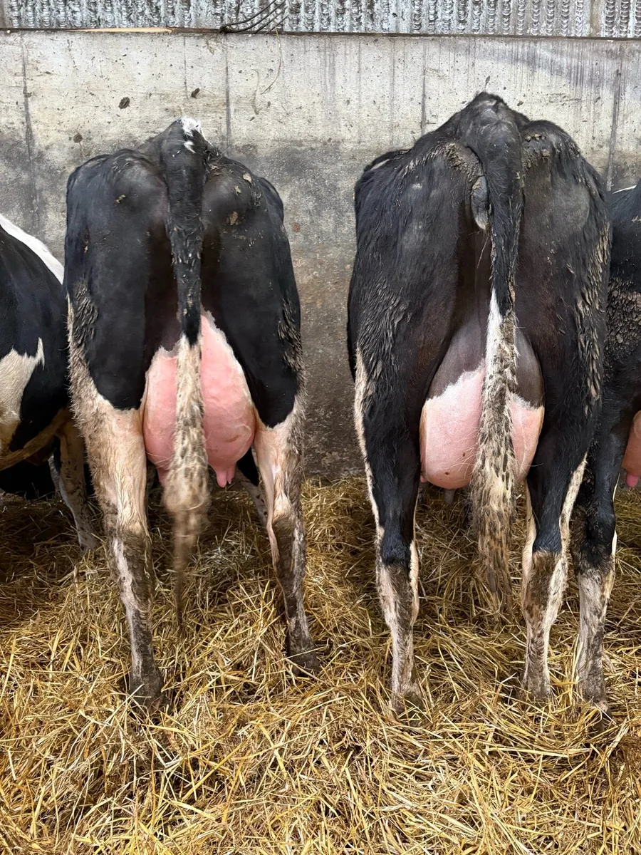 10 ai bred calved heifers - Image 3